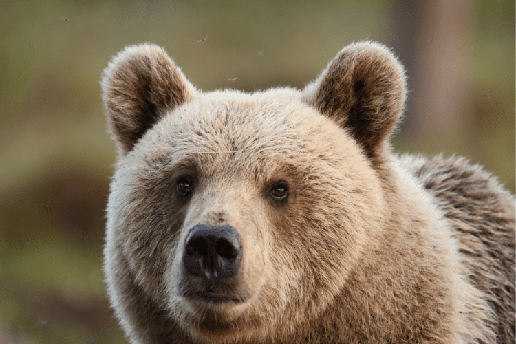 Brown Bear Watching in Finland