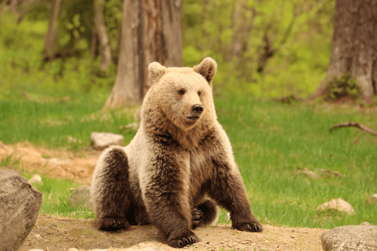 Brown Bear Finland evening hide