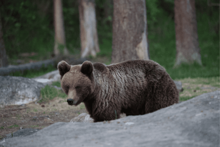 Brown bear at midnight Finland