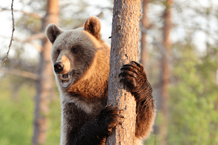 Bear climbing tree Finland
