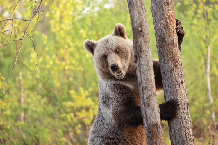Bear standing by tree Finland