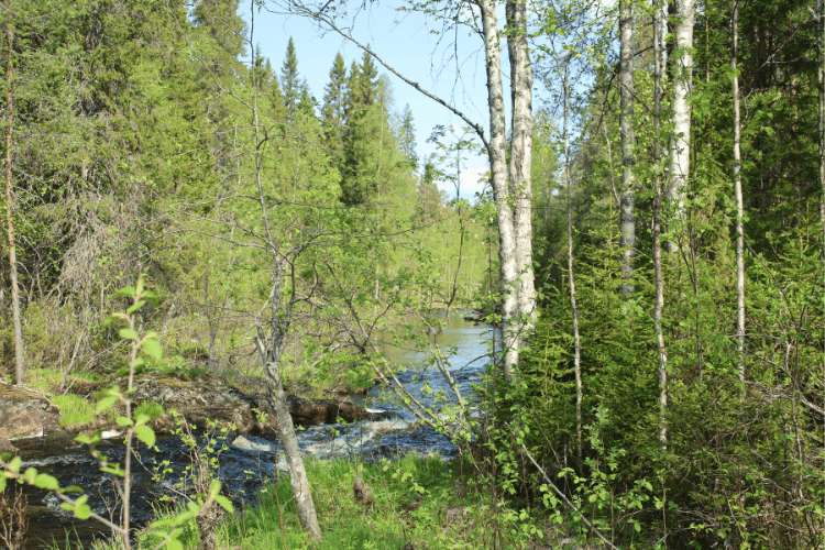 The Mill Martinselkonen Wilds Centre