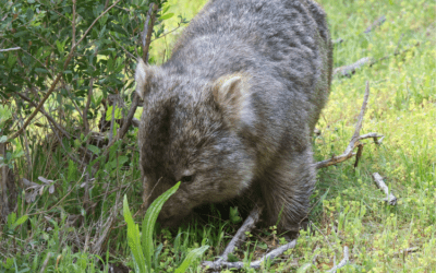 Drive from Melbourne to Sydney in 7 days