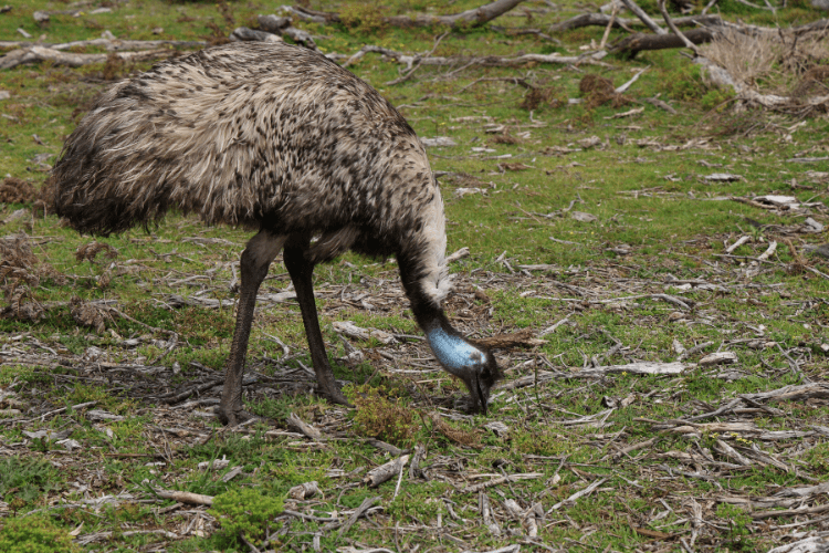 Emu at Wilson's Prom