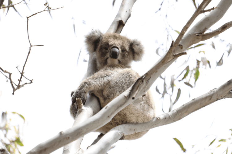 Koala in Raymond Island Australia