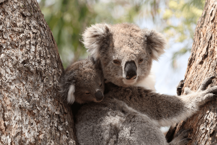 Koala and young, Raymond Island