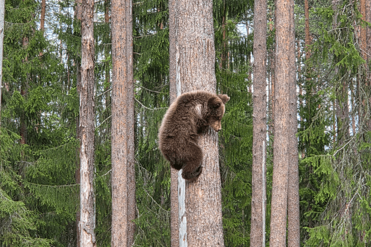 Minnie Martinselkosen Wilds Centre