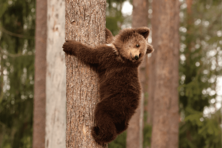 Minnie - bear watching Finland