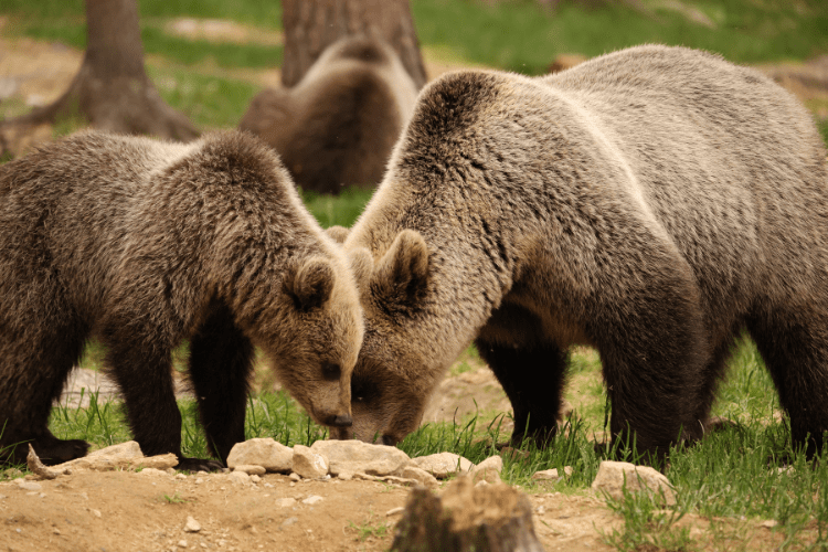 Mum and Cub Martinselkosen Wilds Centre