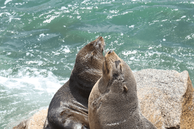 Seals on Seal Rock Narooma