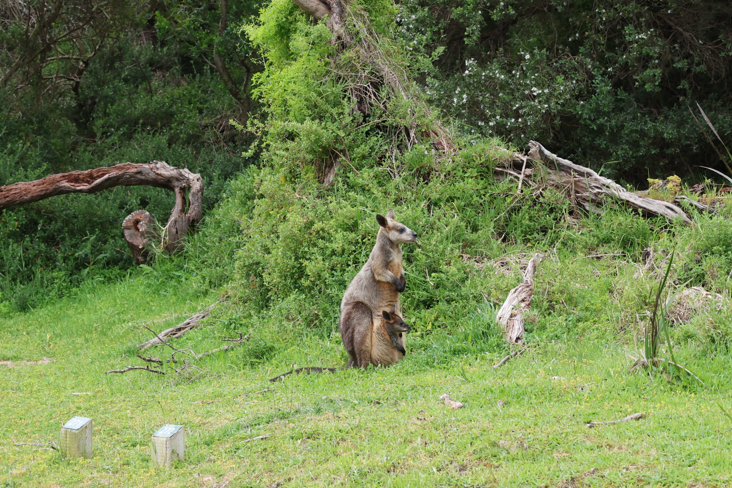 Wallaby and Joey Wilson's Prom