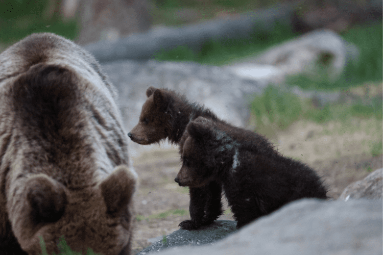 Baby bear cubs Finland