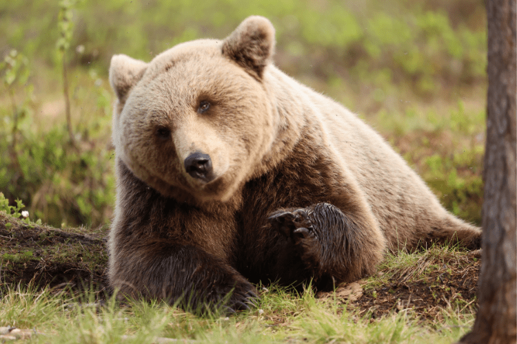 Evening brown bear hide Finland