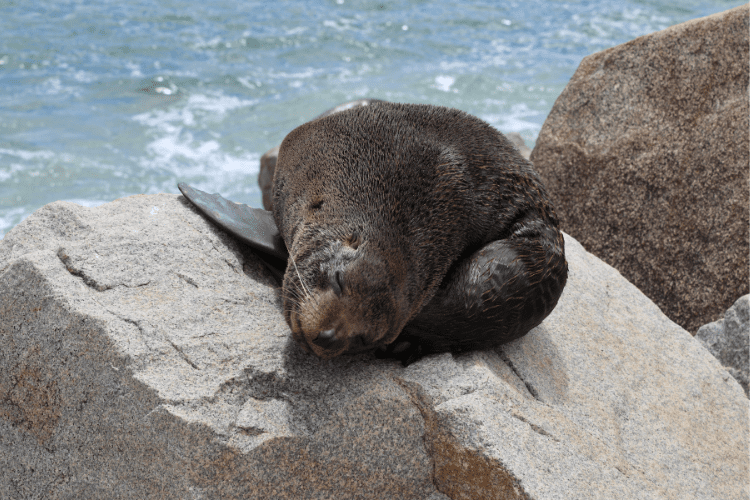 Seal at Narooma