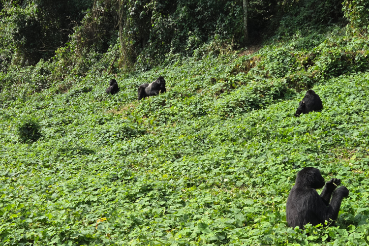 Binyindo Gorilla family