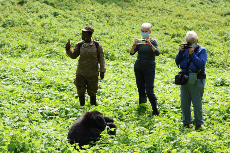 Binyindo Gorilla, Bwindi 