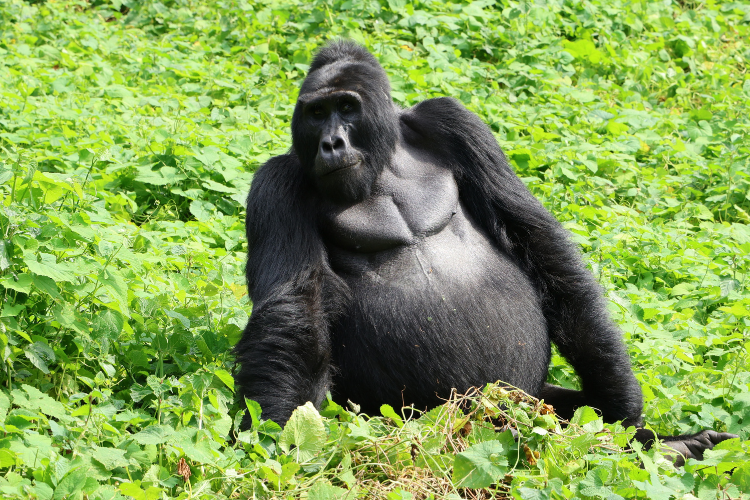 binyindo silverback gorilla