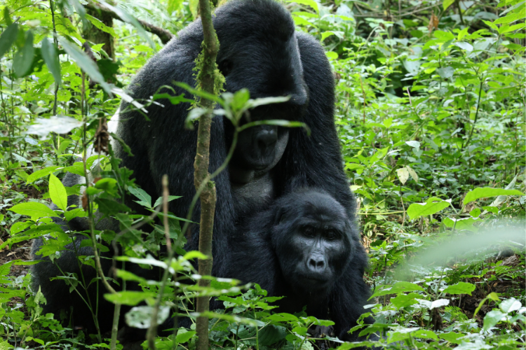 Mubare family Buhoma, mating