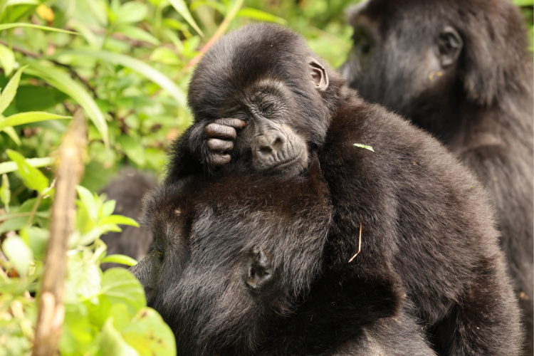 Mubare gorilla familly - tired baby
