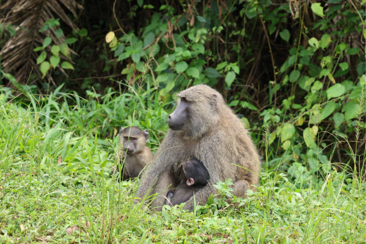 Baboon family Kibale