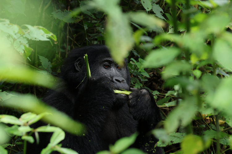 Blackbuck Mubare, Buhoma Bwindi