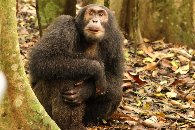 Chimp chilling Kibale forest