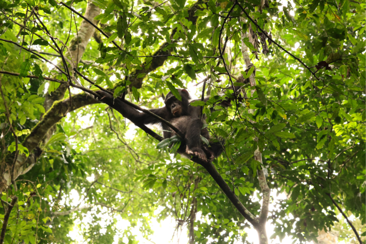 Chimp in tree Kibale Uganda