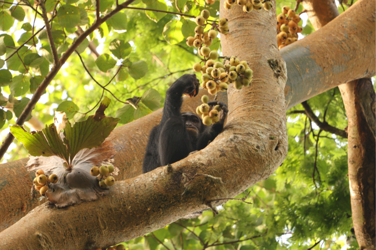 Chimp eating fruit Kibable Forest