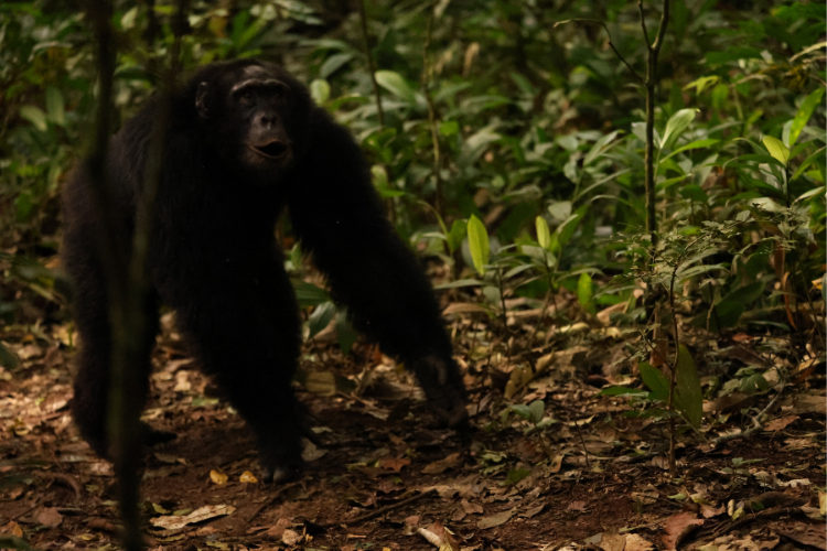 Chimp walking on ground Kibable Forest