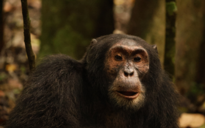 Chimps and Gorilla Trekking in Uganda – Review of Exodus Group Tour