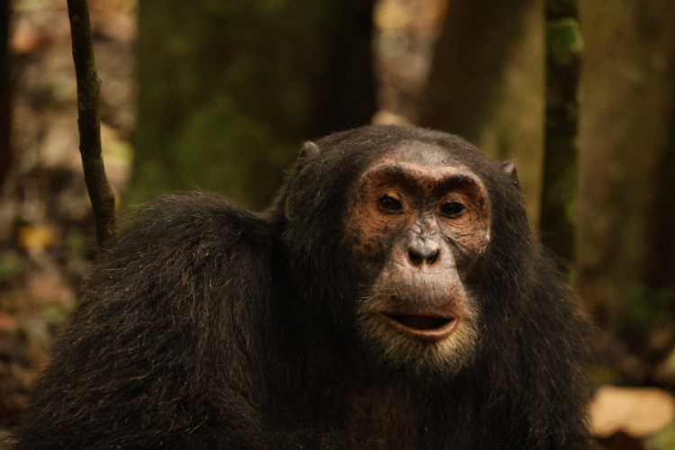 Chimpanzee Kibali Forest Uganda