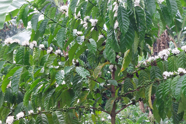 Coffee Tree, Buhoma, Bwindi