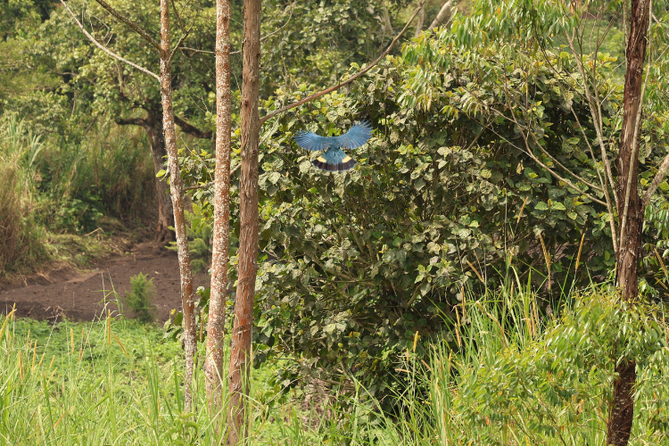 Flying Blue Turaco, Kibale