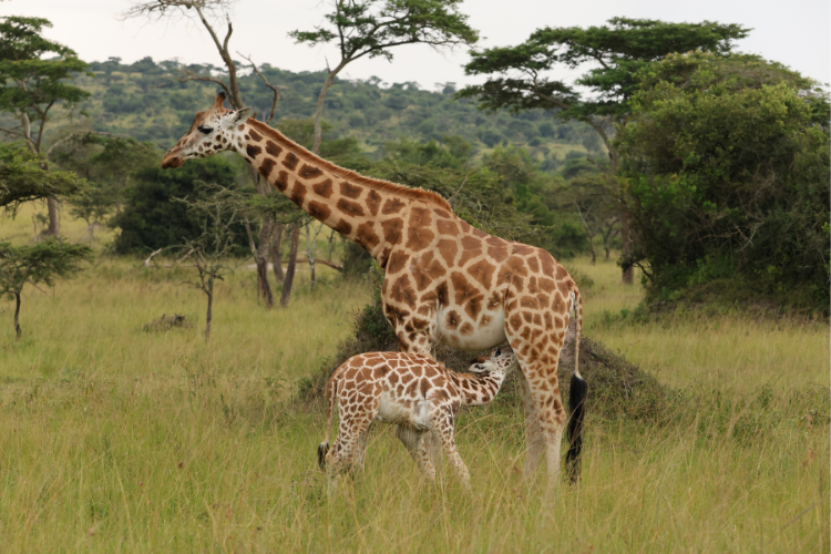 Giraffe baby feeding Lake Mburo National Park