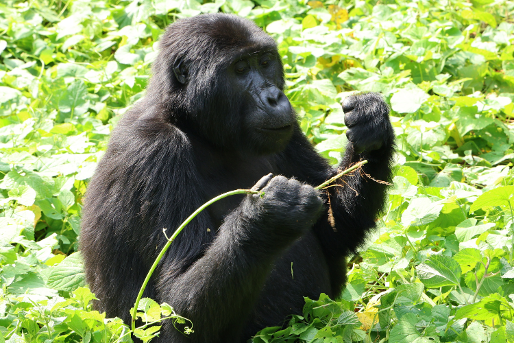Gorilla Trekking Blackbuck Buhoma Bwindi Binyindo