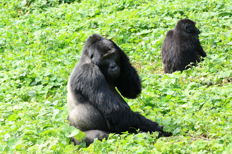 Gorilla trekking in Buhoma Bwindi Silverbuck Binyindo