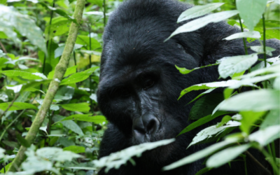 Gorilla trekking in Uganda