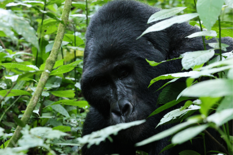 Gorilla trekking in Uganda