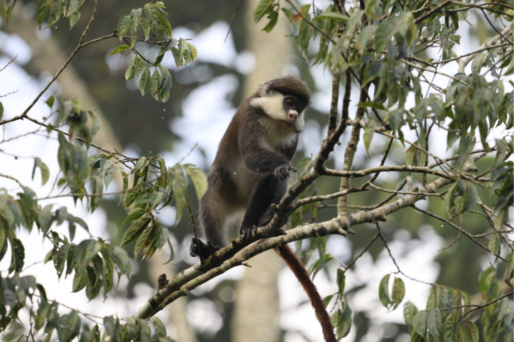 Red Tailed monkey Kibale Uganda