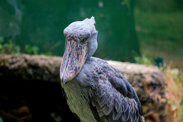 Shoebill stork Mabama Swamp