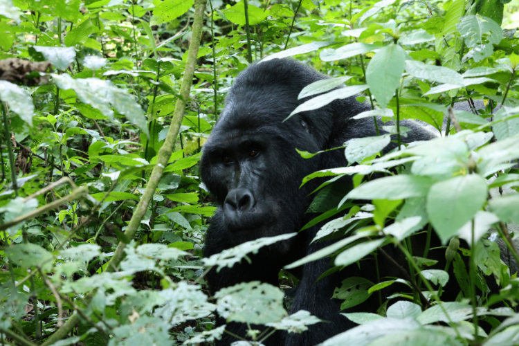 Silverback Mubare family Buhoma Bwindi 