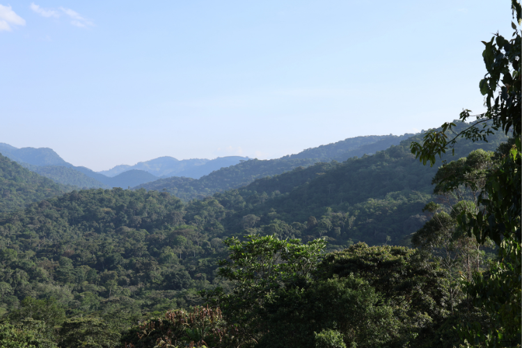 View from Haven Lodge Bwindi