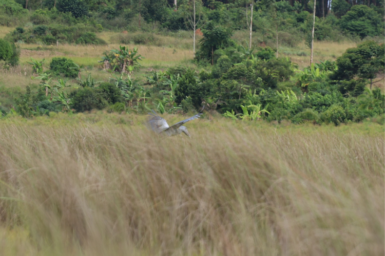 Shoebill Stork flying Mabama swamp