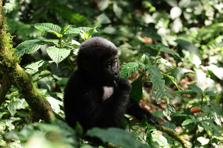 Gorilla baby Mubare family, Buhoma Bwindi