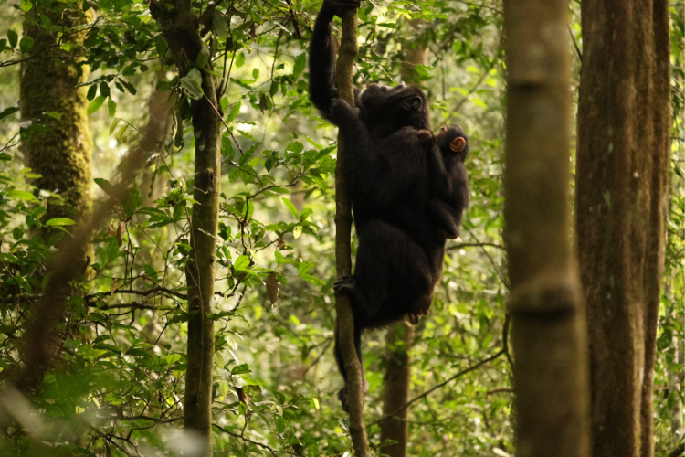 Chimp climbing tree with baby, Kibale forest