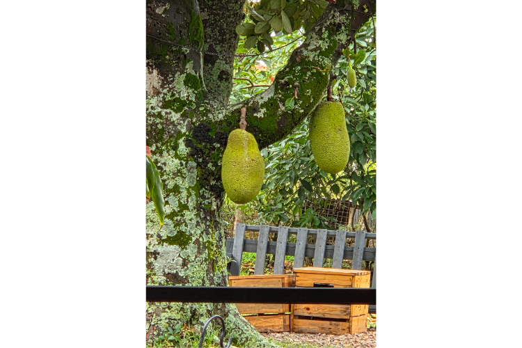 Jackfruit Uganda
