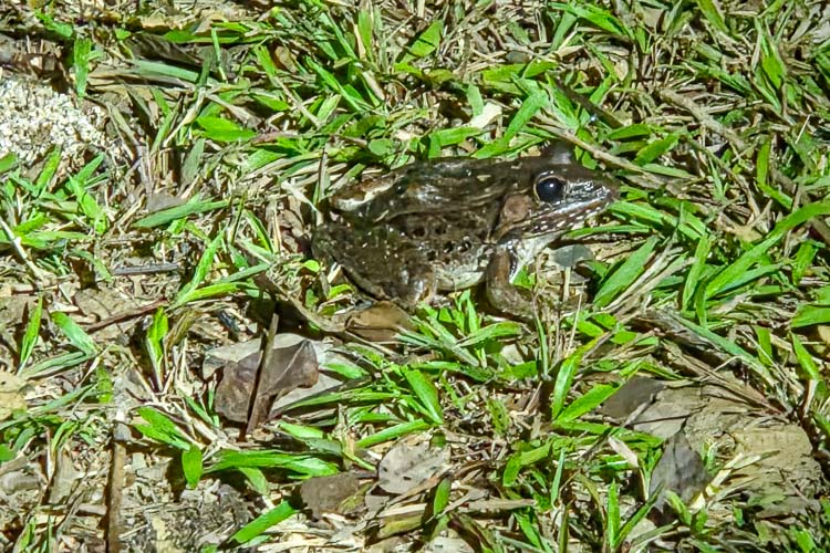 Leopard Frog Crooked Tree
