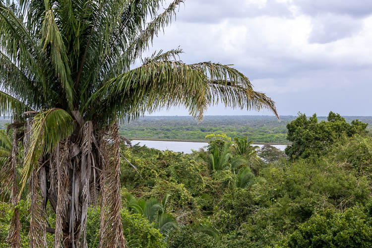 View of Jungle from High Temple Lamanai