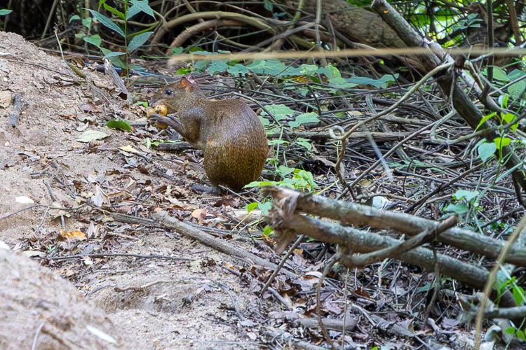Agouti