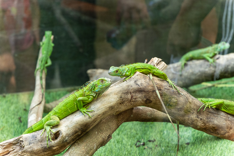 Baby Green Iguana Conservation Project